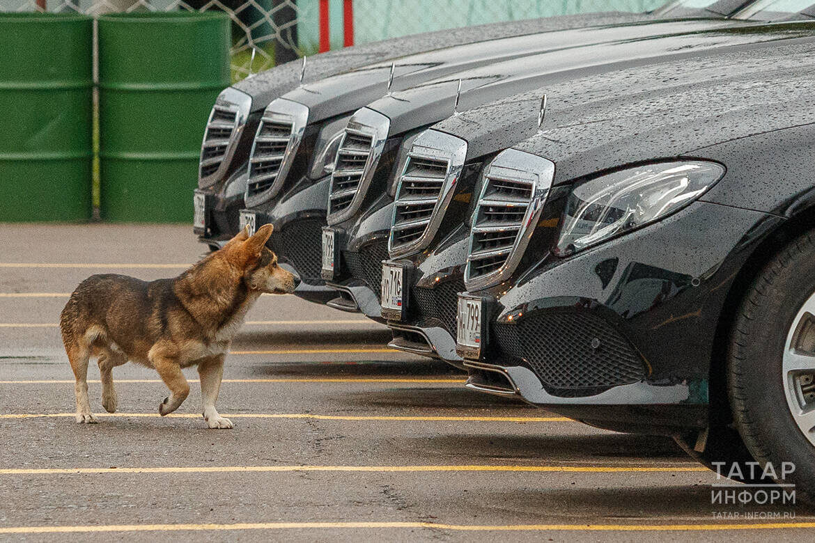Численность российского премиального автопарка за год выросла на третьФото: © Владимир Васильев / «Татар-информ»