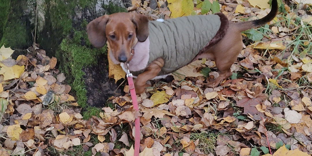 Итоги ноября с таксой Алисой