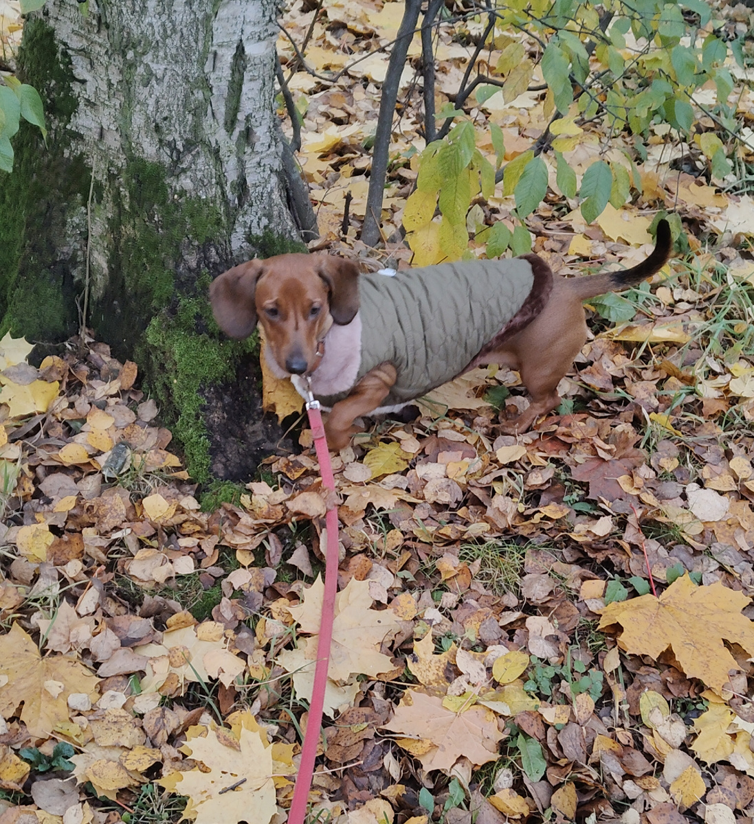 Такса Алиса подготовила ноябрьский отчет