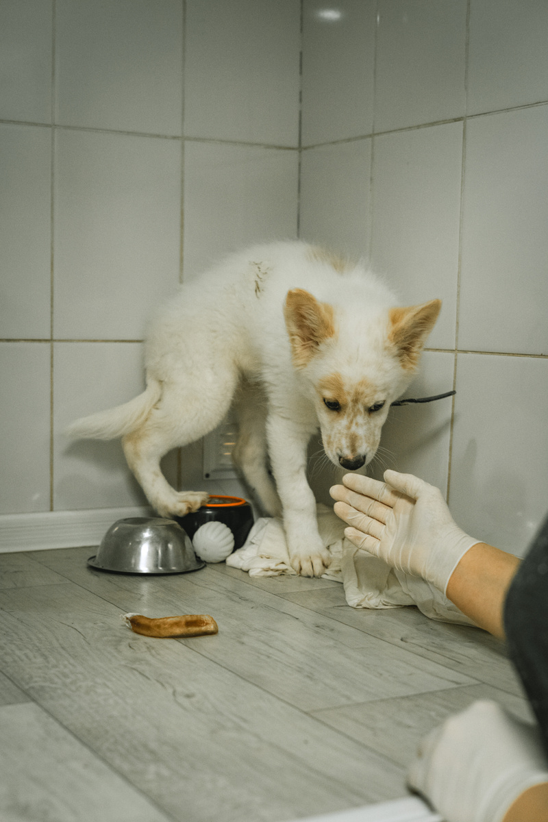 Цель акции - закупить корм для старичков и инвалидов, НЕТ КОРМА ВООБЩЕ!