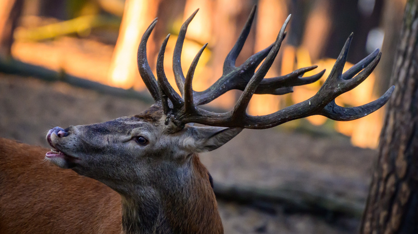    Фото: www.globallookpress.com/Patrick Pleul