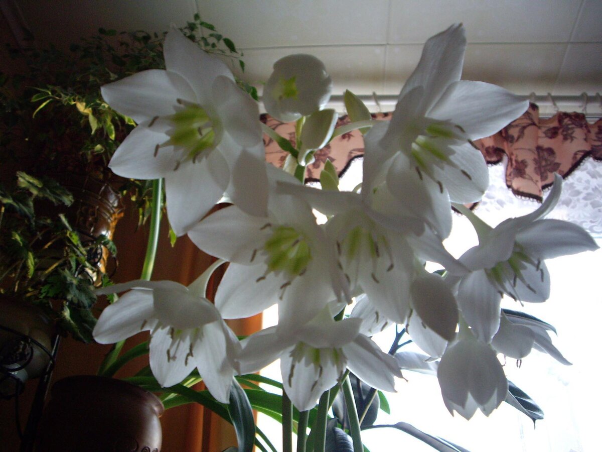Лилия амазонская. Домашнее цветение прошлого года. 