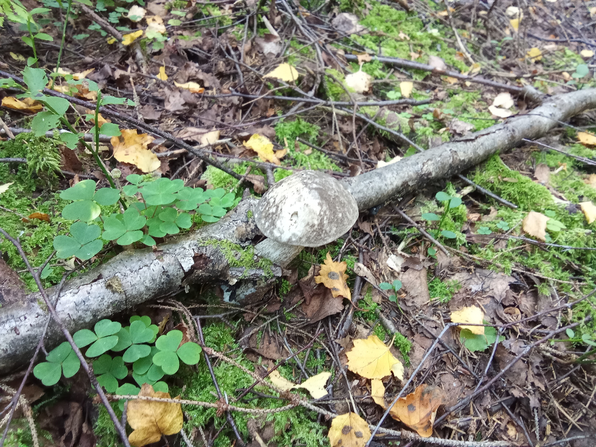 Подберезовик разноцветный (вариколор), второе название - черноголовик. Да, именно эти подберы - черноголовики, а не те обычные подберезовики, имеющие темно-коричневую, почти черную шляпку. Фото Андрея Куликова.