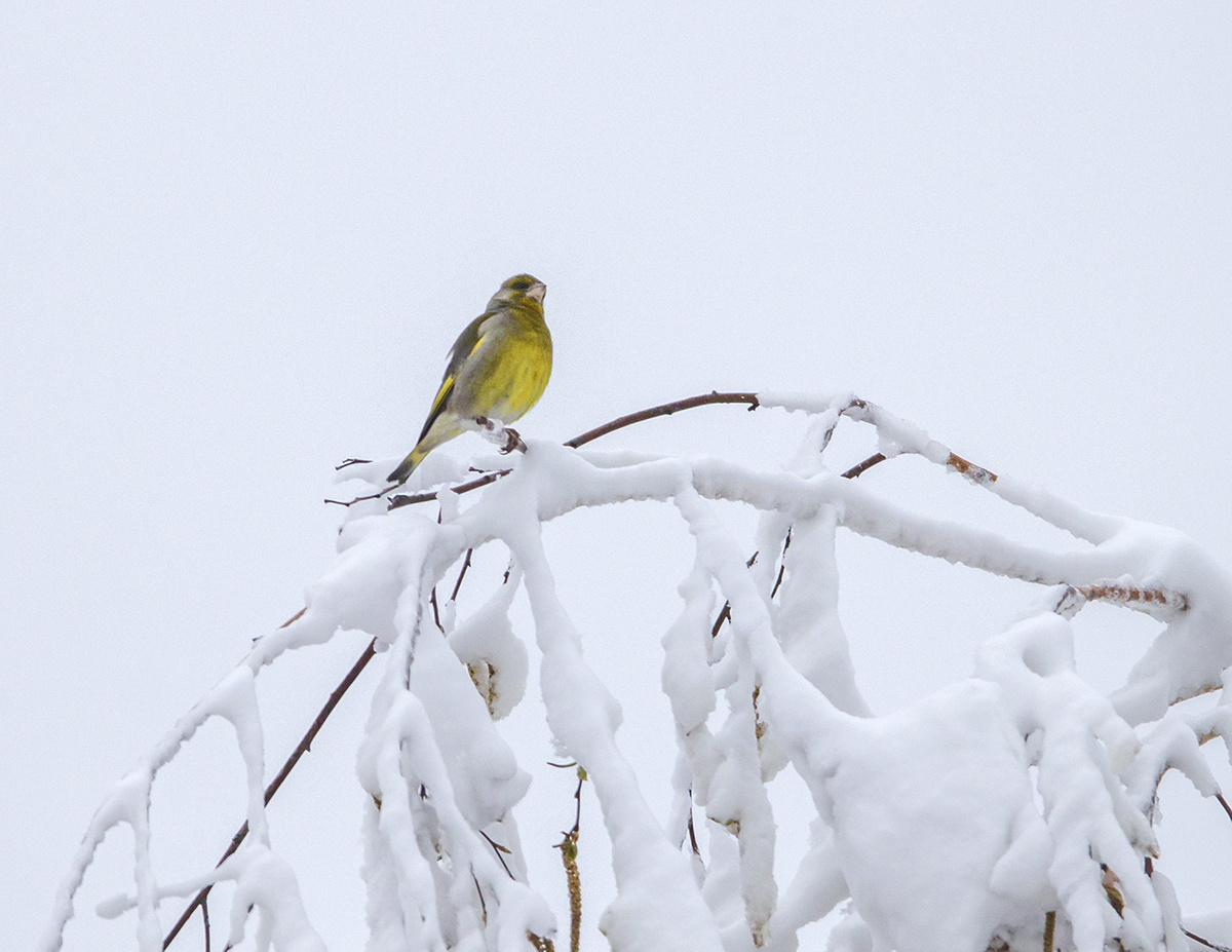 Утро после снегопада. Зеленушка.
4.05.2024г Окрестности Плеханова.