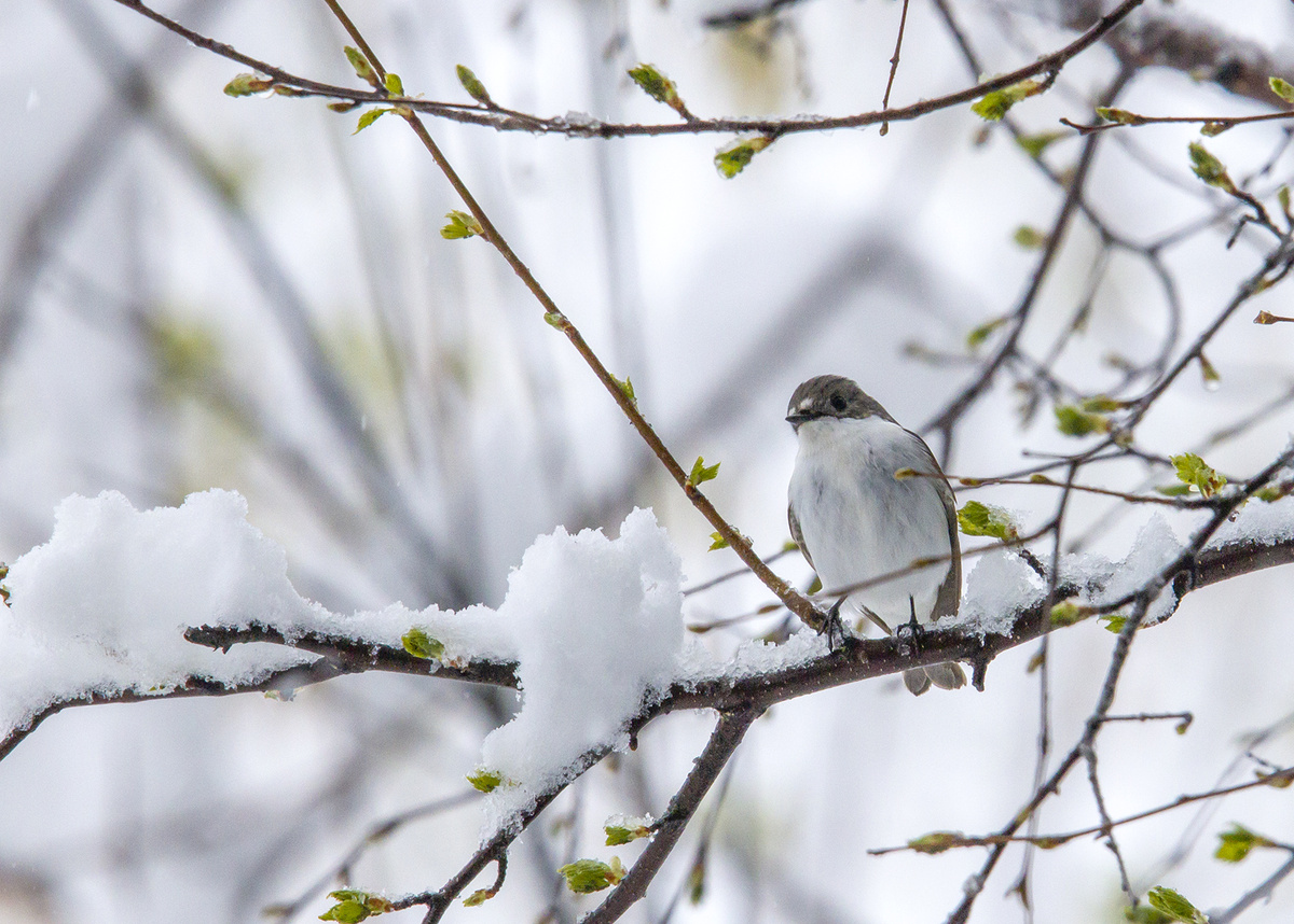 Утро после снегопада. Мухоловка Пеструшка после снегопада 4.05.2024 г. Плехановский бор.