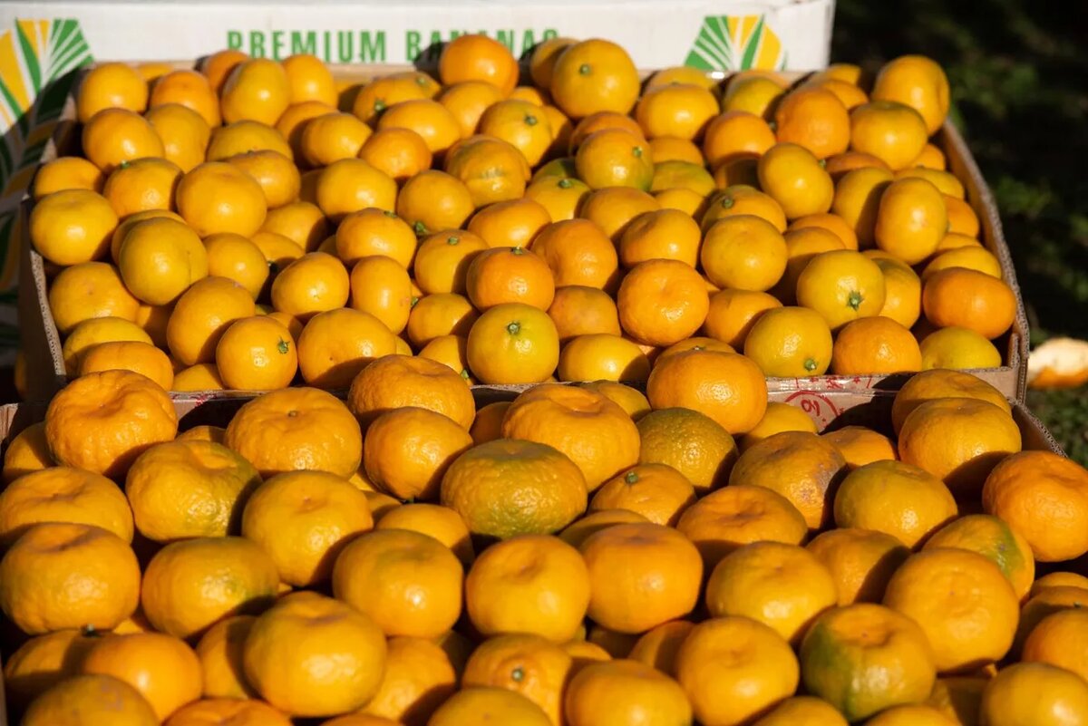 © Sputnik / Марианна Кубрава