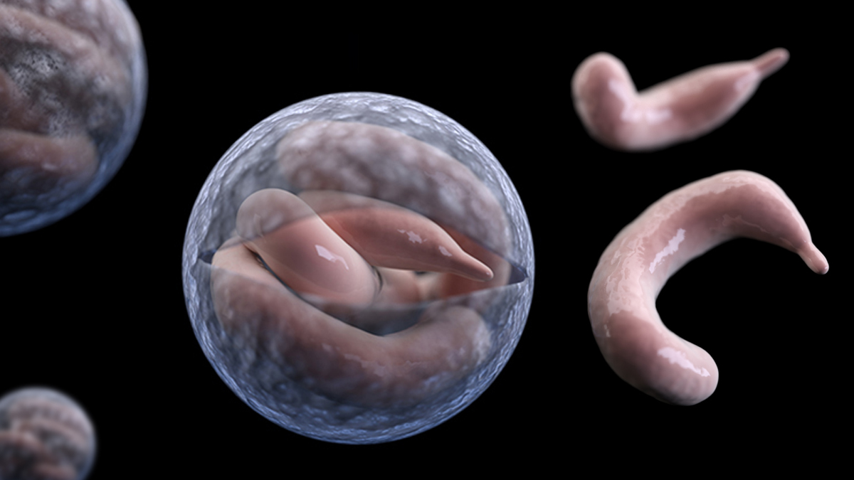 Цисты криптоспоридий