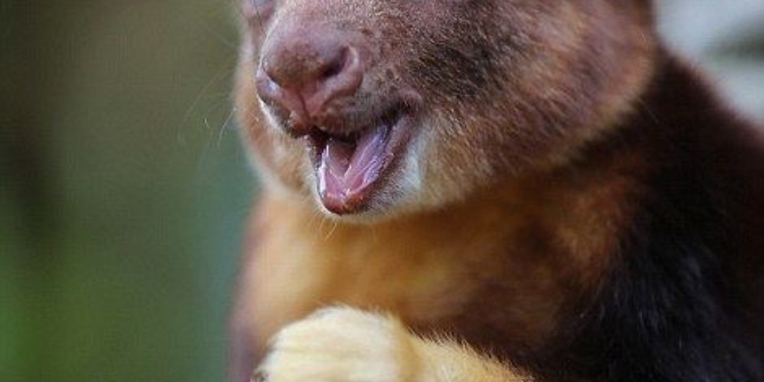 В объятиях деревьев: удивительный мир валлаби