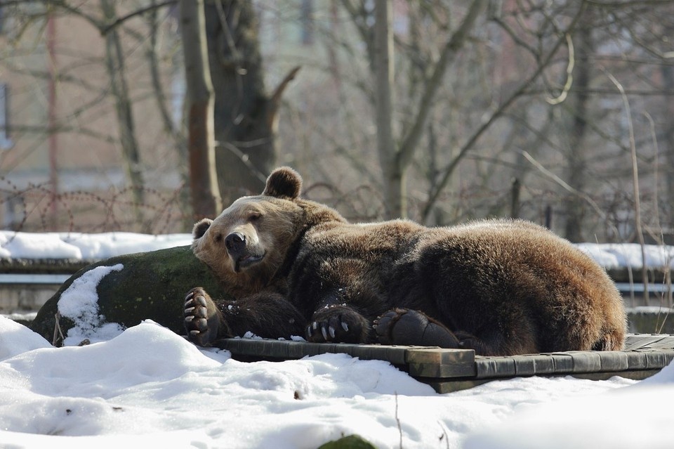    . Калининградский зоопарк