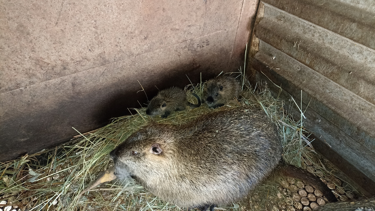 Тушканиха с нутрятами