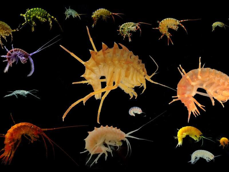 © Фото: НИИ биологии озера Байкал ИГУ