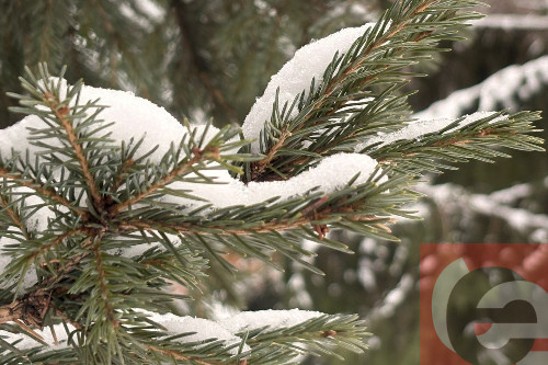    Фото: Прецедент