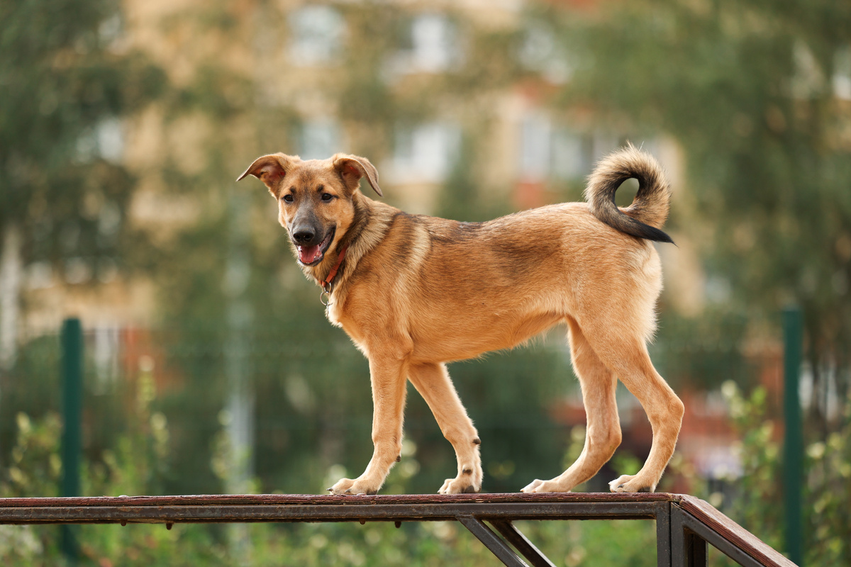 А хвост-то, хвост-то! Исскуство изгиба!