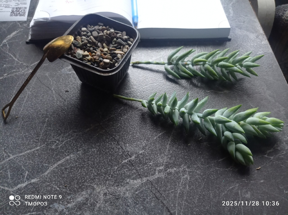 очиток Моргана