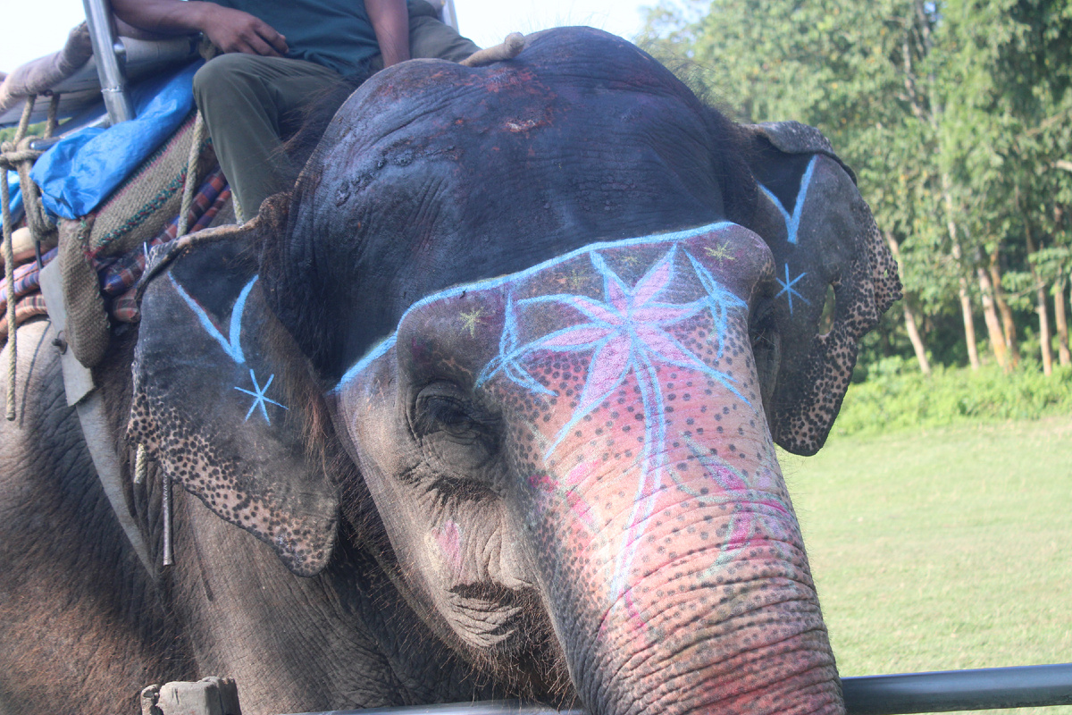 Слона раскрасили мелом