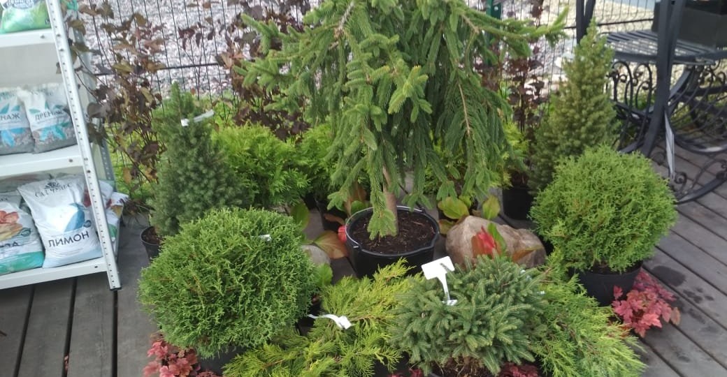 Хвойные растения – это удивительная и многообразная группа! Они включают в себя множество видов деревьев и кустарников, которые радуют нас