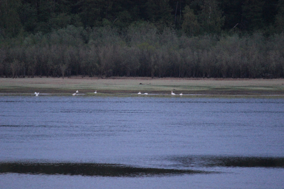 Дикие гуси на р.Иртыш. Из личного архива "ЗК"