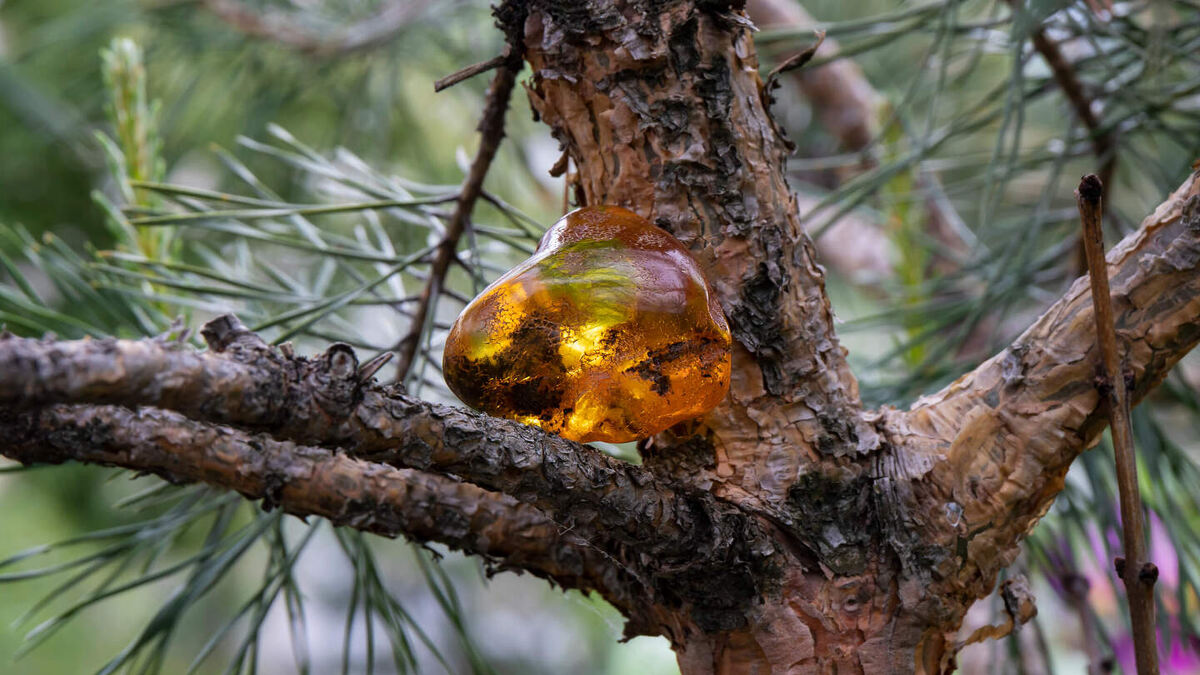     Фото: Milla77/Shutterstock/FOTODOM Янтарь формируется из древней смолы деревьев