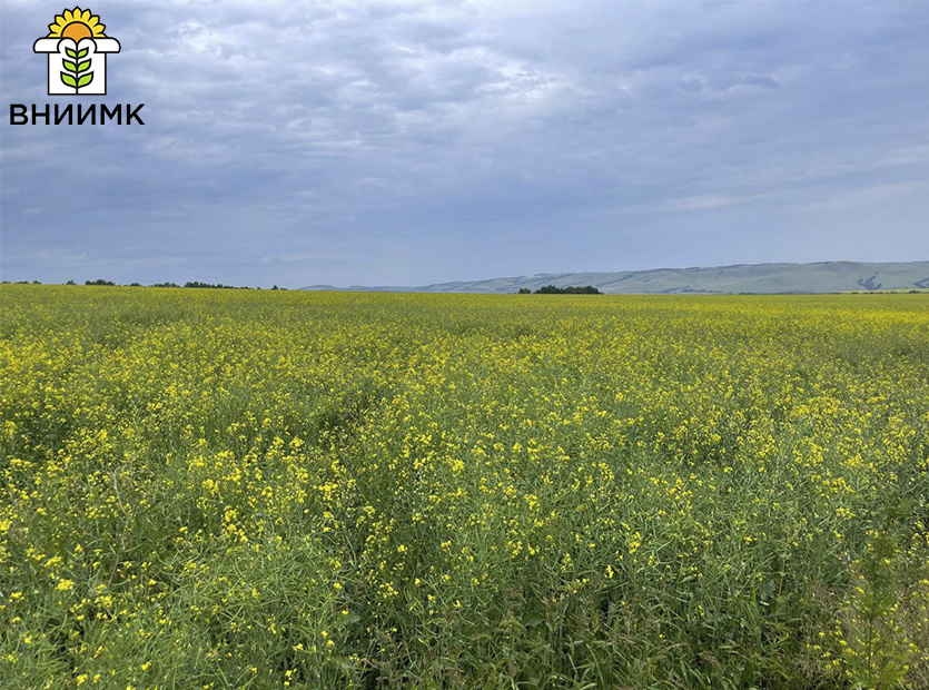 ЗАО «Искра Ленина», Краснотуранский район Красноярского края, Форпост КЛ, июль 2025 года. Фото АО «Щелково Агрохим»