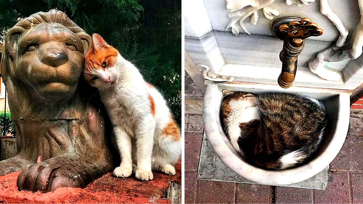 Вы можете увидеть кошек буквально везде!