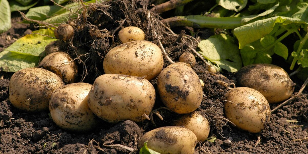 Секрет крупного картофеля: чем и когда кормить грядки для рекордного урожая