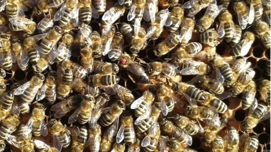 Карпатская пчела