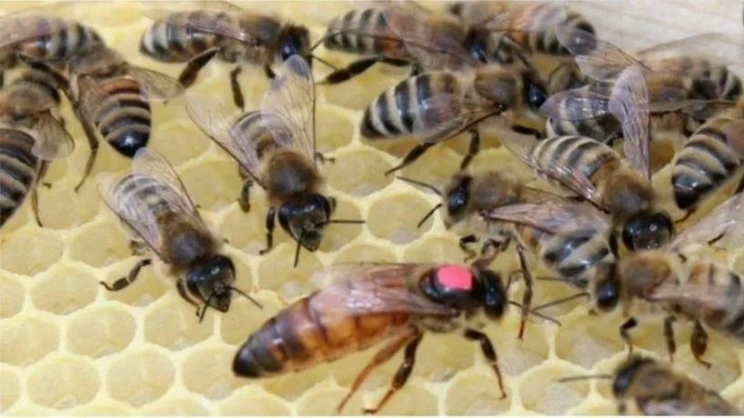 Матка Карпатка