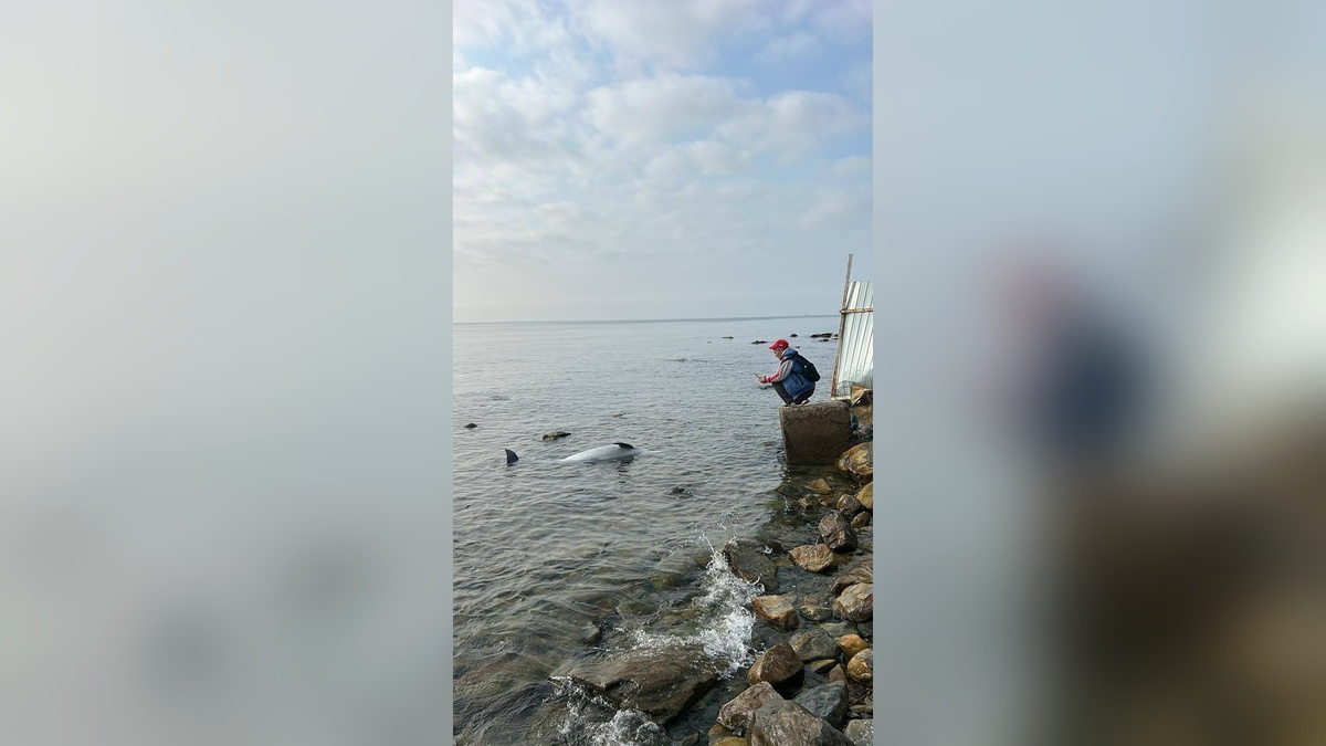    Фото t.me/delfacenter