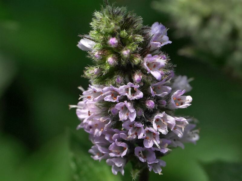 Невероятной красоты сколосовидное соцветие мяты перечной. В период цветения аромат рядом с мятой просто восхитителен.