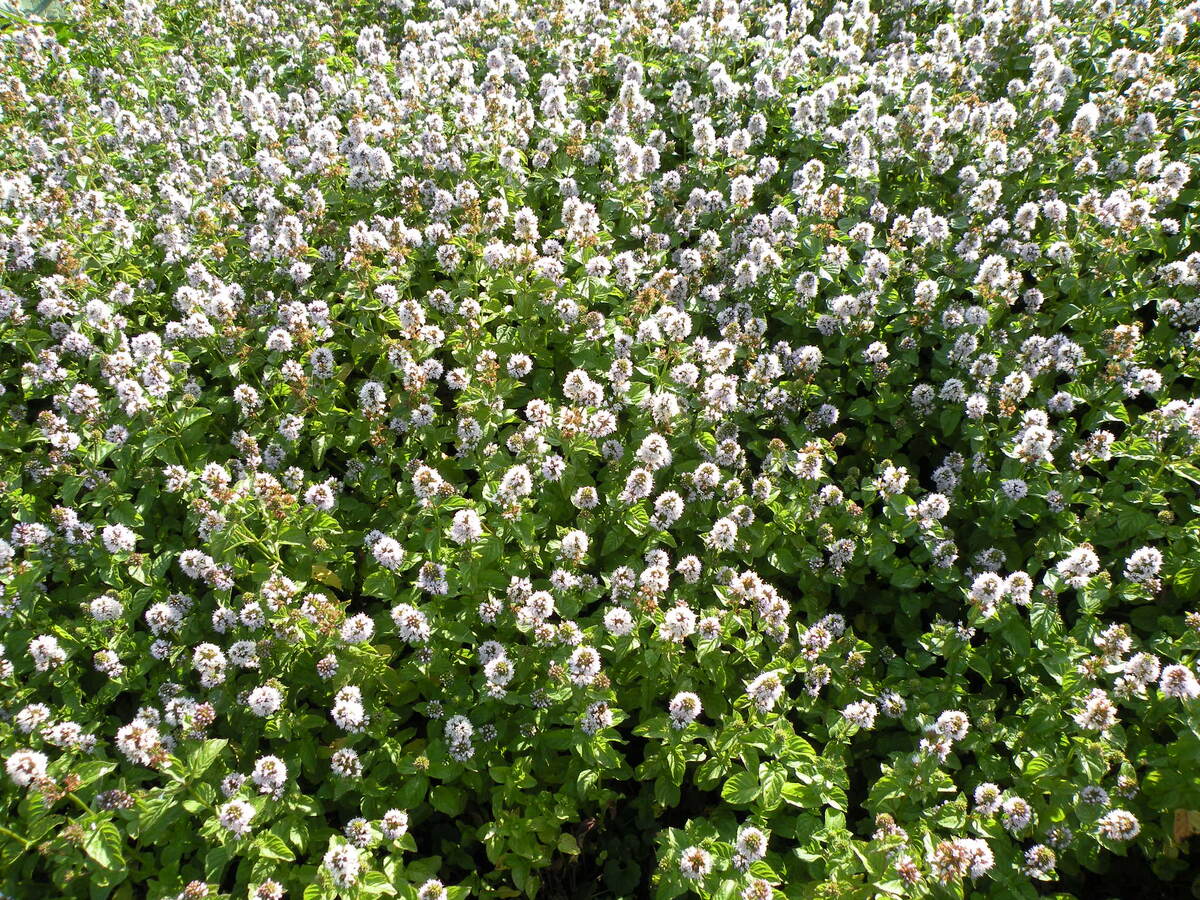 Неконтролируемый рост можно и нужно направить на пользу. Мята эффективно вытеснила сорняки на заболочеом участе. 