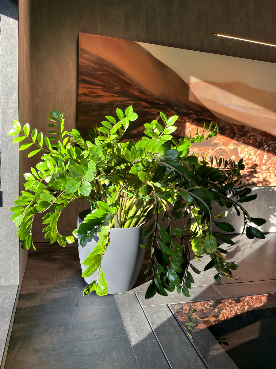 Замиакулькас на одном из моих объектов озеленения (фото из личного архива)