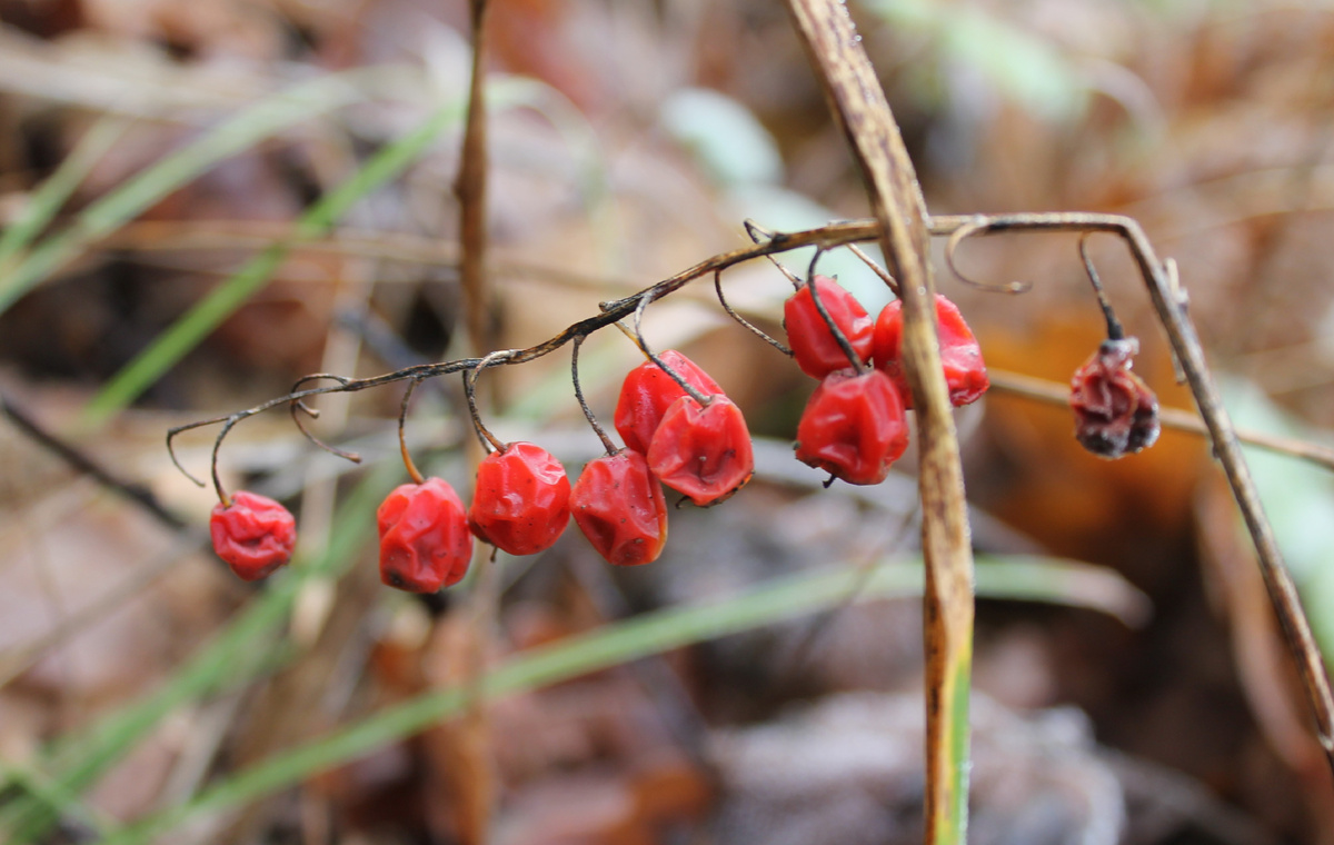 Фото сделанное мной.