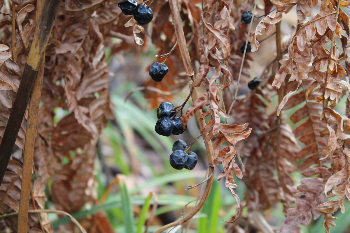 Фото сделанное мной.