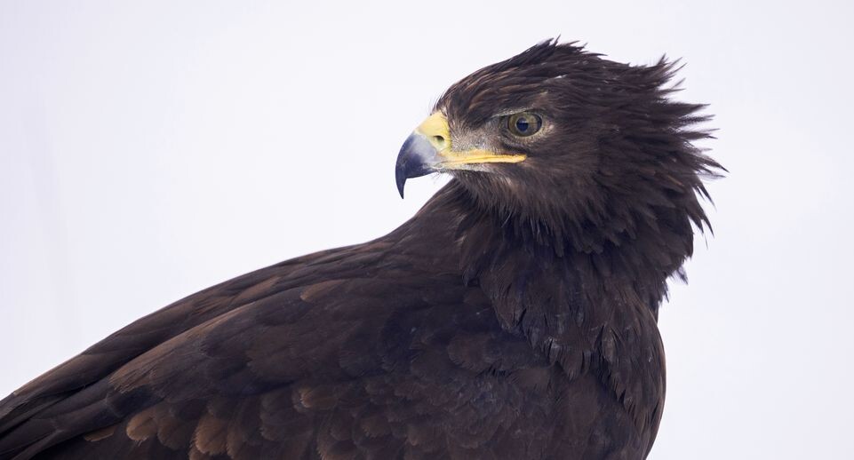    Медиасток.рф