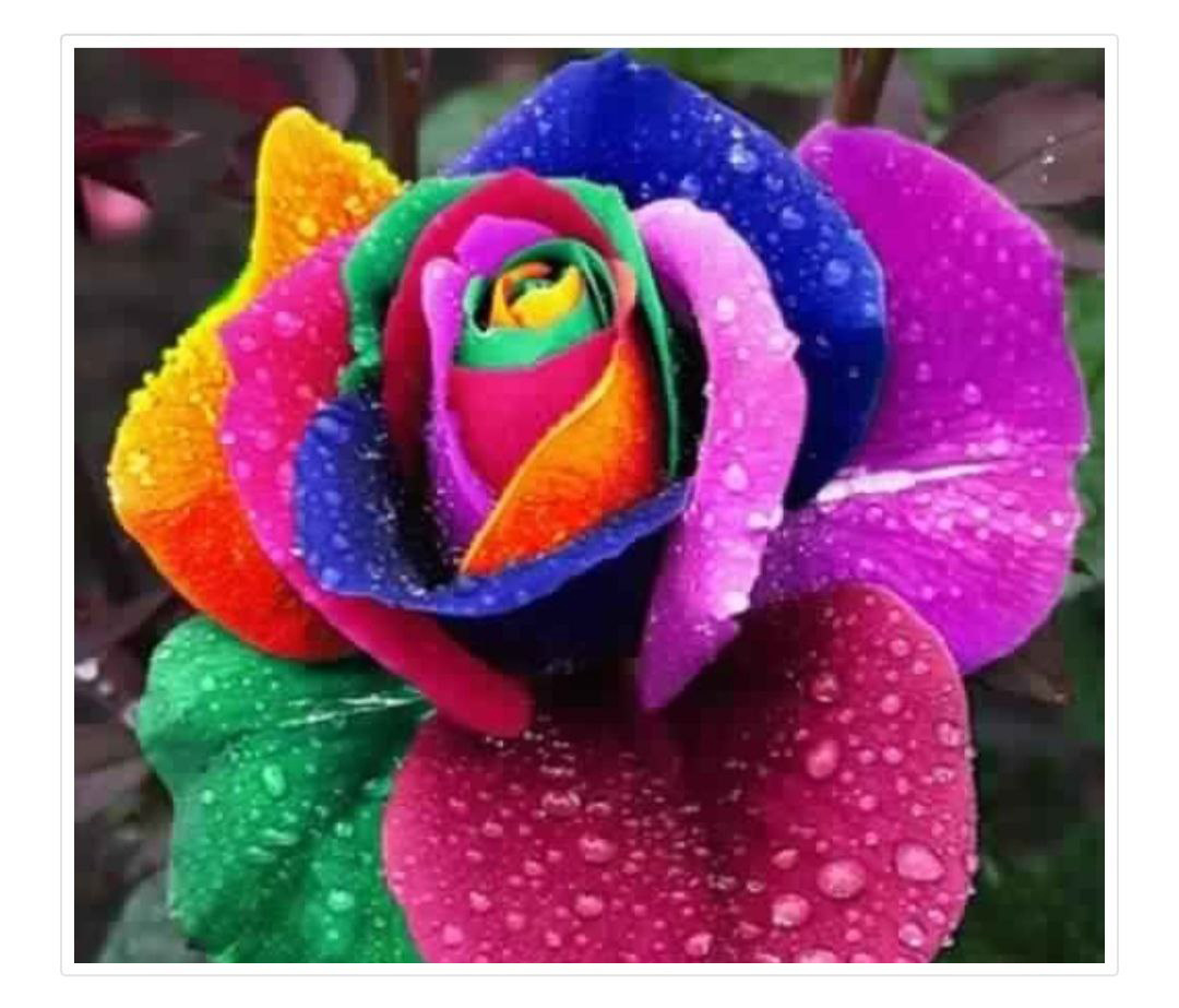 Роза, которую продают на китайских маркетплейсах. Фото с сайта  сетевого магазина