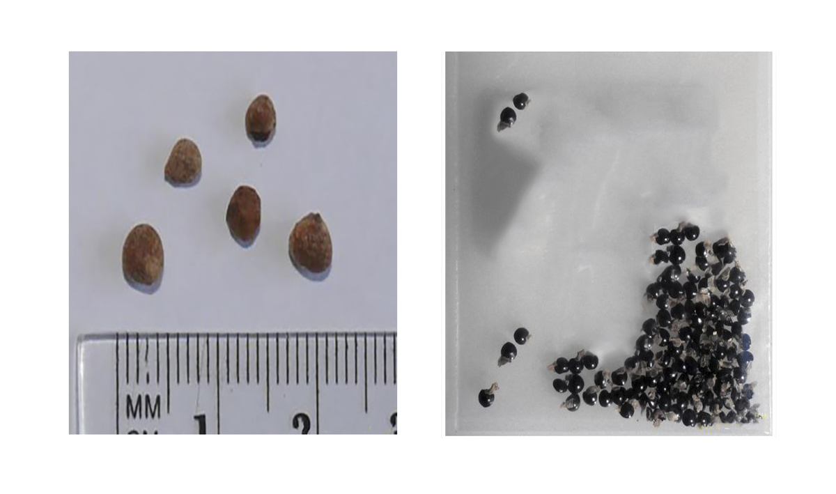 Слева - настоящие семена глицинии, справа - то, что прислали
