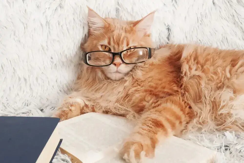    Кот — не упрямый ученик, он — блестящий прагматик /Shutterstock