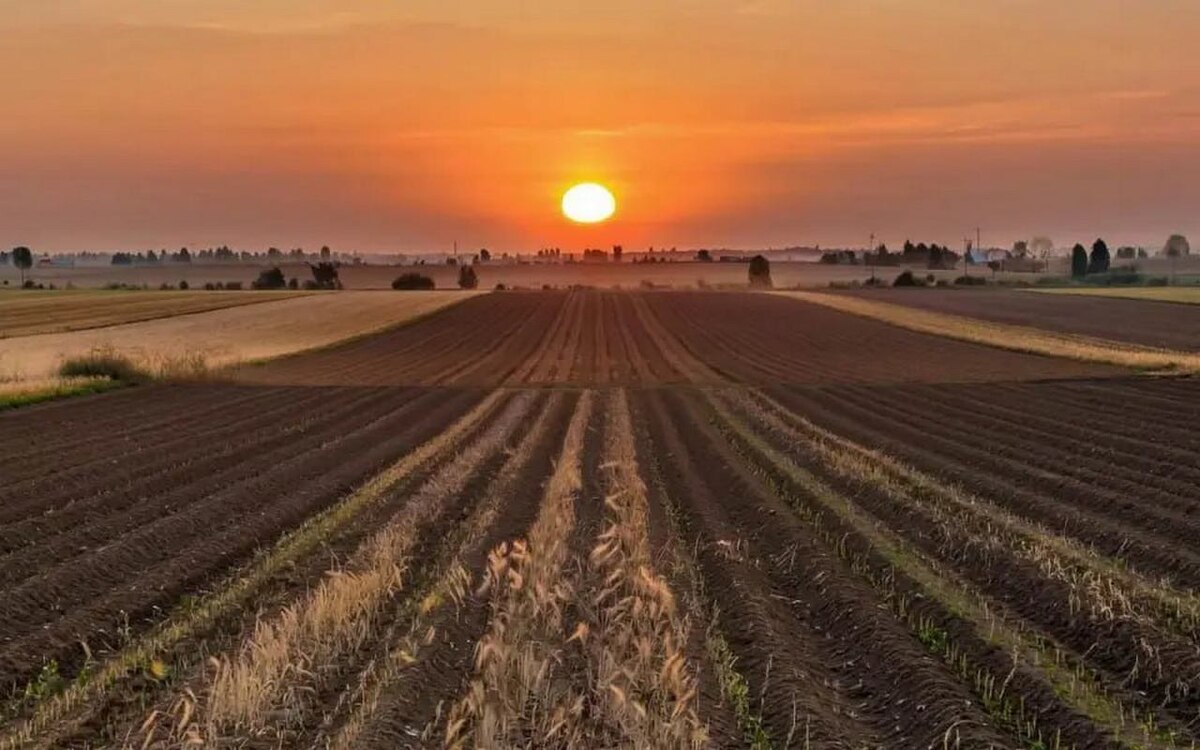    Воронежский «Агросорос Трейд» подал иск к курскому сельхозпроизводителю на 58 млн рублей Иллюстрация сгенерирована нейросетью Kandinsky