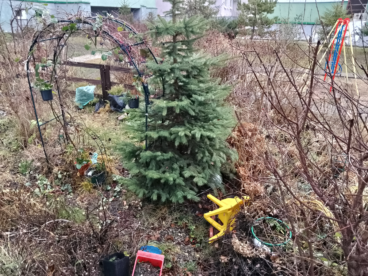 Фото автора,  у нас пока дождь