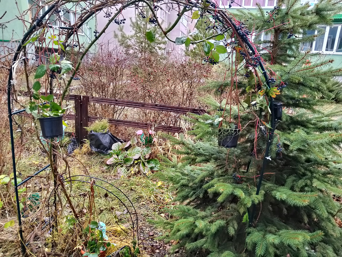 Фото автора, моя арочка облетела и я грущу