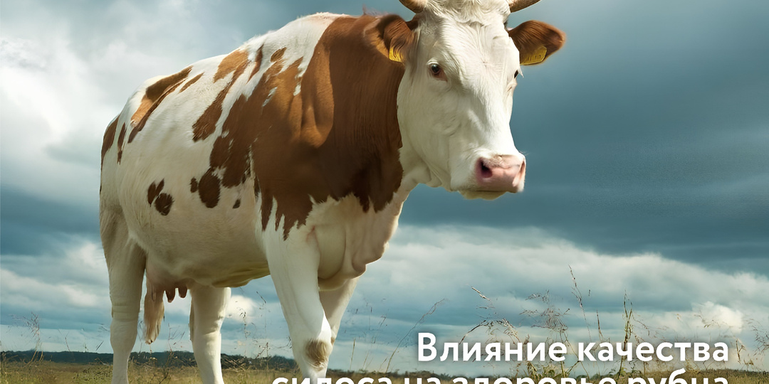 Влияние качества силоса на здоровье рубца и молочные показатели