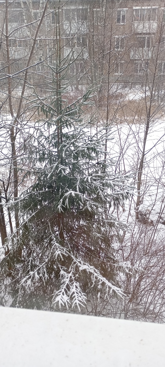 Снежная красотка.