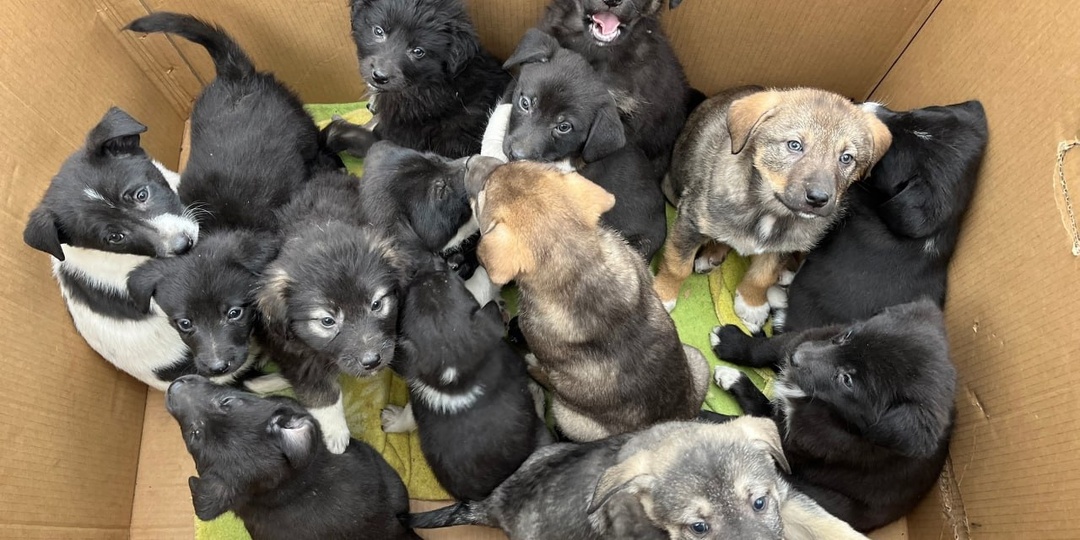 В центре Курска на заброшенной территории горожане нашли четырнадцать крошечных щенков