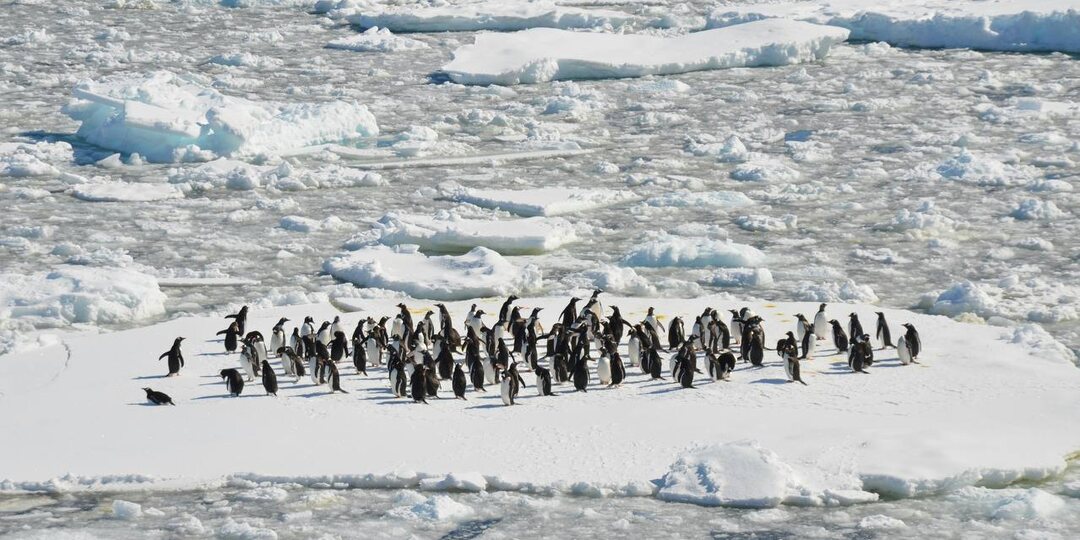 Как природа помогает развивать науку