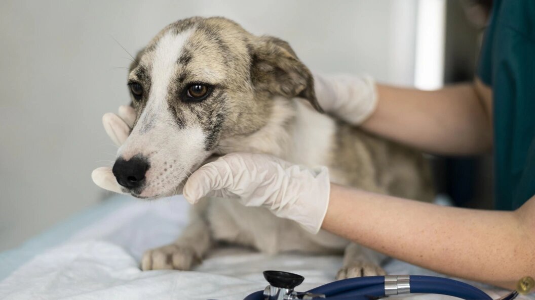    Фото Царьграда