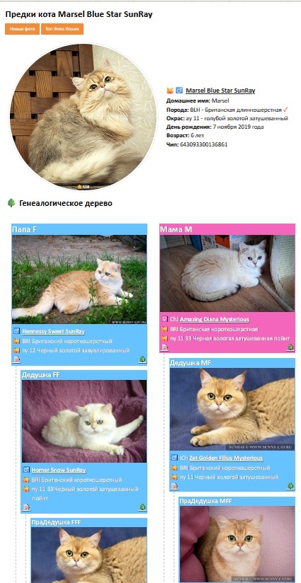 Предки кота Marsel Blue Star SunRay
