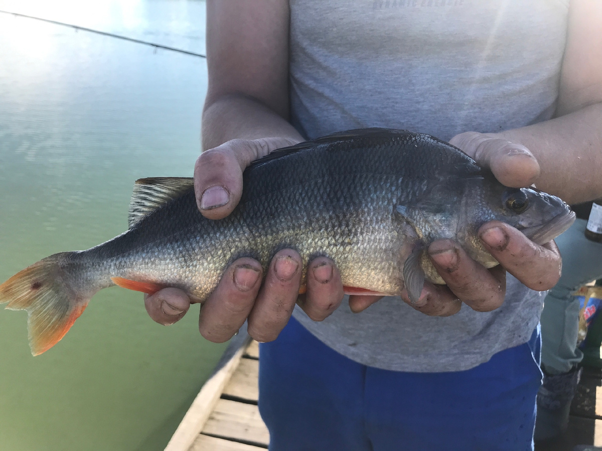 Крупный окунь поймал Макаров Александр