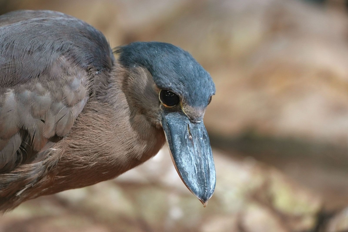    Фото: департамент культуры г. Москвы, источник: mos.ru