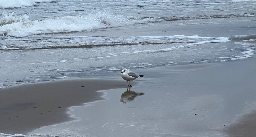    Первый городской канал Калининград