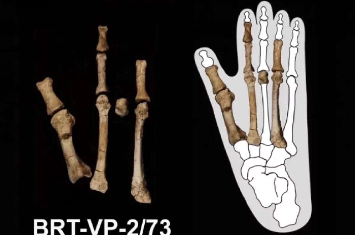    Ученые из США выяснили, чью ногу возрастом в 3,5 млн лет нашли в Эфиопии